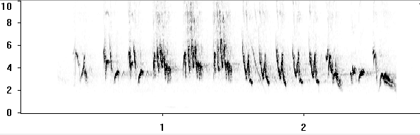 Сонограмма пения зяблика: песня 4