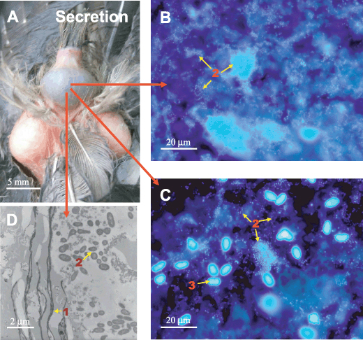 Рис. 7. A — копчиковая железа самки удода, заполненная коричневым секретом; B, С — секрет копчиковой железы от двух размножающихся самок под флуоресцентным микроскопопом