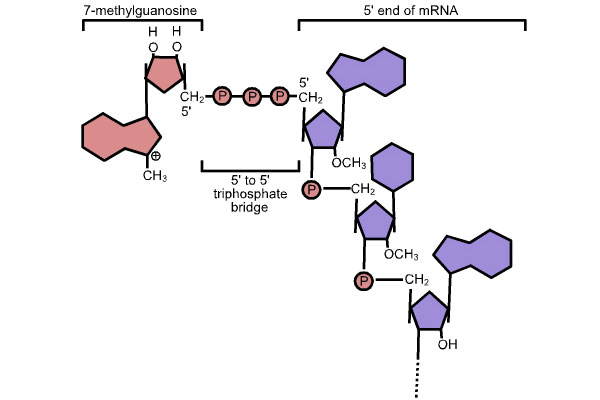 Рис. 2. 5\&\#39\;-кэп зрелой мРНК защищает 5\&\#39\;-конец мРНК от деградации из-за своей особой структуры, которая не распознается экзонуклеазами