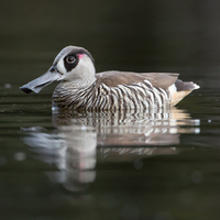 Розовоухая утка