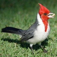 Краснохохлая танагра-кардинал