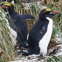 Златохохлые пингвины