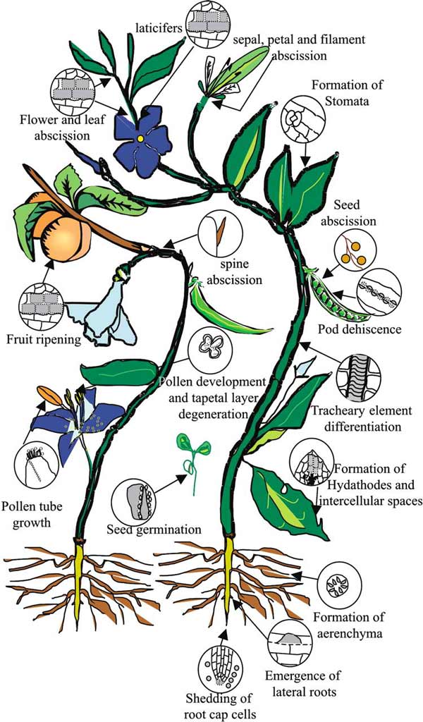 Рис. 2. Вот какие части навсегда прощаются с материнским растением