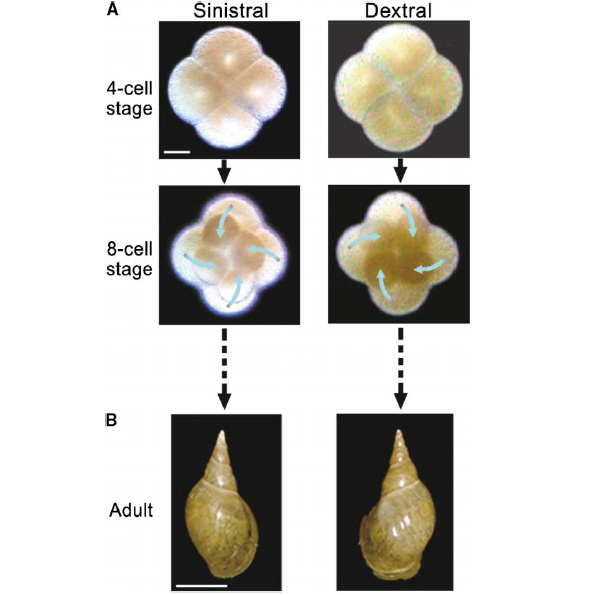 Рис. 2. A — третье деление дробления прудовика Lymnaea stagnalis: четырехклеточная (вверху) и восьмиклеточная стадии дробления. Голубая стрелка показывает направление смещения микромеров (при взгляде с анимального полюса яйца): слева — против часовой стрелки, справа — по. Длина масштабной линейки — 20 микрометров. B — взрослый прудовик: слева — левозакрученный, справа — правозакрученный. Длина масштабной линейки — 10 мм