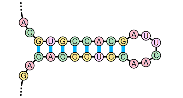 Рис. 1. Структура РНК-шпильки