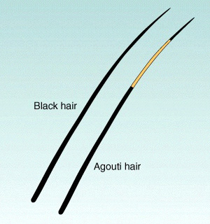 Рис. 3. Распределение пигмента в волосе