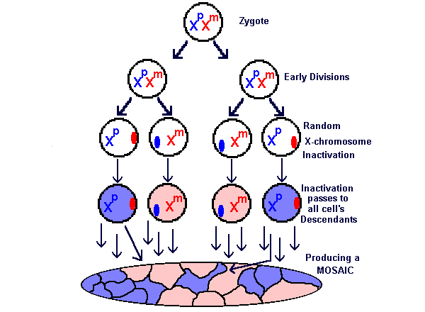 Рис. 5. Рис. 5. Инактивация X-хромосомы у самок млекопитающих
