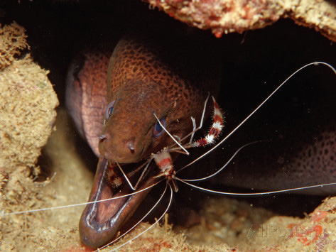 Рис. 6. Креветка Stenopus hispidus чистит мурену