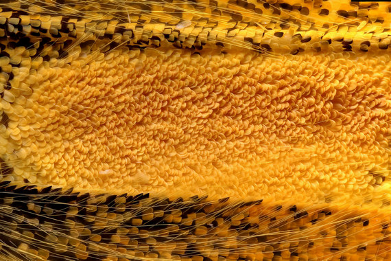 Поле андрокониев