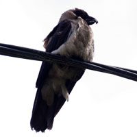 Птичья кунсткамера