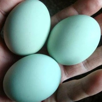 Голубые куриные яйца
