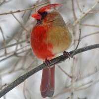 Кардинал с гинандроморфизмом