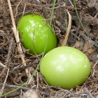 Кладка хохлатого тинаму