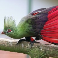 Гвинейский турако