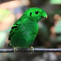 Зеленый скрытоклюв