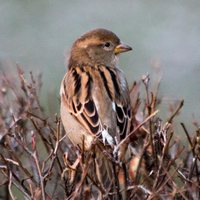 Самка домового воробья с белыми перьями
