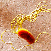 Бактерия Pseudomonas fluorescens