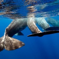 Кашалоты в формации маргаритки