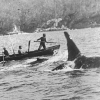 Косатка Старый Том и китобои