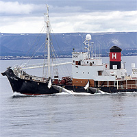 Два горбатых кита