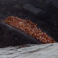 Китовые вши