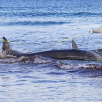 Измерения кашалота