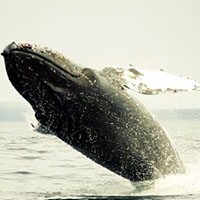 Рис. 1. Слева: схема классического «биологического насоса», перемещающего азот (и другие элементы) сверху вниз. Справа: «китовый насос», работающий в противоположном направлении — перемещающий азот (и другие биогенные элементы) снизу вверх. Рисунок из обсуждаемой статьи в PLos ONE