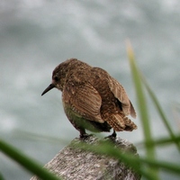 Командорский крапивник