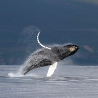 Прыжок горбатого кита