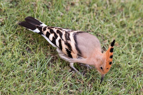 Удод ищет пропитание