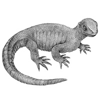 Рис. 1. Pappochelys rosinae