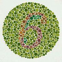 Тест на цветовое зрение. Человек с нормальным трихроматическим зрением должен увидеть здесь цифру 6. Человек, плохо различающий оттенки красного и зеленого, видит цифру 5. Я, например, пятерку вижу хорошо, а шестерку с трудом. Это зависит от того, насколько сильно отличаются друг от друга два опсиновых гена, расположенные на X-хромосоме. Дальтоников гораздо больше среди мужчин, потому что у них только одна X-хромосома (у женщин их две). Среди обезьян дальтоников почти нет, потому что естественный отбор отсеивает неспособных отличить спелый плод от незрелого и питательный красноватый листок от несъедобного зеленого. Рис. с сайта www.uni-mannheim.de