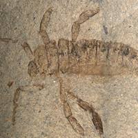 Coptoclava longipoda