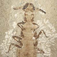 Вши древняя и современная