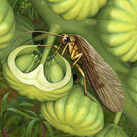 Рис. 1. Отпечатки протомеропид (Protomeropidae) из раннепермского местонахождения Чекарда