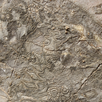 Рис. 1. Раннекембрийский археоциатовый атолл на хребте Сээр в Котловине Больших Озер, Монголия