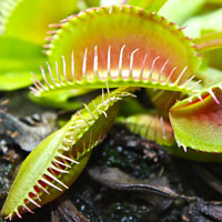 Хищные растения на охоте и ловле