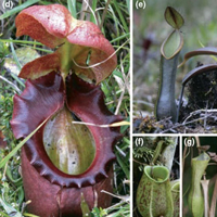 Рис. 1. Разнообразие форм, окраски и размеров кувшинов в роде Nepenthes. (a) N. hurreliana, (b) N. muluensis, (c) N. mirabilis var. echinostoma, (d) N. rajah, (e) N. tentaculata, (f) N. ampullaria, (g) N. gracilis, (h) N. lowii. Рисунок из обсуждаемой статьи в Journal of Evolutionary Biology