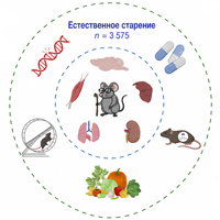Биологические процессы, связанные со старением