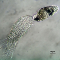 Вылупление таинственного ипсигона