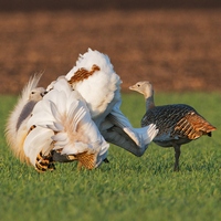 Танец дрофы: ядовитая пища и половой отбор
