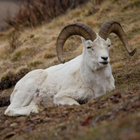 Бараны Далла (Ovis dalli)