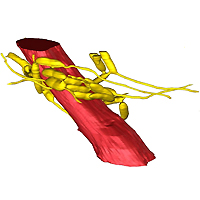 Трехмерная сеть гриба