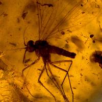 Ископаемая скорпионница