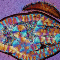 Рис. 1. Кадры из кинофильма «Парк юрского периода» — на них видны куски янтаря с комарами, из брюшка которых, согласно сюжету, была извлечена ДНК динозавров