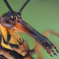 Рострум скорпионницы Panorpa