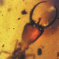 Современные Myrmeleontiformia