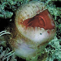 «Всё стало вокруг голубым и зеленым»