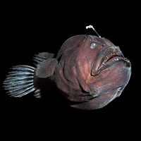 Биолюминесценция: возрождение