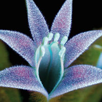 Ламповые цветы